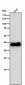 Anti-CrkL Rabbit Monoclonal Antibody