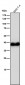 Anti-CrkL Rabbit Monoclonal Antibody