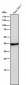 Anti-CrkL Rabbit Monoclonal Antibody