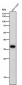 Anti-CrkL Rabbit Monoclonal Antibody