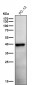 Anti-Phospho-PRAS40 (T246) Rabbit Monoclonal Antibody