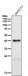 Anti-Phospho-PRAS40 (T246) Rabbit Monoclonal Antibody