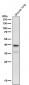 Anti-Phospho-PRAS40 (T246) Rabbit Monoclonal Antibody