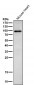 Anti-Phospho-beta Catenin (T41 + S45) Rabbit Monoclonal Antibody