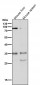 Anti-Phospho-Nucleophosmin (S125) Rabbit Monoclonal Antibody