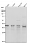Anti-TIM50 Rabbit Monoclonal Antibody
