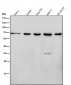 Anti-NELFB Rabbit Monoclonal Antibody