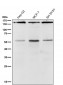 Anti-ROCK1 Rabbit Monoclonal Antibody