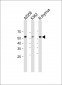LAG3 antibody (N-term)