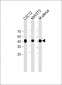 ACTA2 antibody