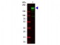 Anti-Alpha-2-MACROGLOBULIN (Human Plasma) (GOAT) Antibody