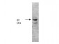 Anti-ALKALINE PHOSPHATASE (Human Intestine) (RABBIT) Antibody