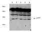 Anti-cdc2 (p34) (RABBIT) Antibody