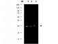 Anti-p27 (RABBIT) Antibody