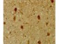 Anti-p130 (Rb2) (RABBIT) Antibody