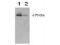 Anti-COX-2 (RABBIT) Antibody