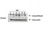 Anti-NFKB p65 (Rel A) pS529 (RABBIT) Antibody