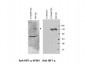 Anti-Hif-1α hydroxy P564 (RABBIT) Antibody