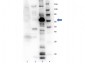 Anti-Eg5 (RABBIT) Antibody