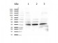 Anti-ORAI1 (RABBIT) Antibody