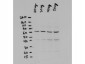 Anti-NFKB p65 (Rel A) N-TERMINAL SPECIFIC (RABBIT) Antibody