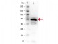 Anti-IKBα C-terminal (RABBIT) Antibody