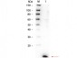 Anti-Human IL-8 (RABBIT) Antibody