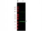 Anti-MAD2L1 (MOUSE) Monoclonal Antibody