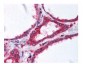 Anti-ALPHA-TUBULIN (MOUSE) Monoclonal Antibody