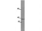 Anti-Wnt1 (MOUSE) Monoclonal Antibody