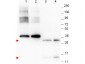 Anti-NAG-1 (C-terminal specific) (MOUSE) Monoclonal Antibody