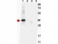 Anti-NAG-1 (H variant specific) (MOUSE) Monoclonal Antibody