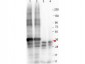 Anti-NAG-1 (N-terminal specific) (MOUSE) Monoclonal Antibody