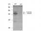 Anti-BIN1 (MOUSE) Monoclonal Antibody