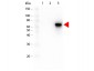 Anti-AKT3 (MOUSE) Monoclonal Antibody