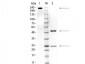 Anti-GSTM3 (MOUSE) Monoclonal Antibody