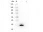 Anti-GSTO1 (MOUSE) Monoclonal Antibody