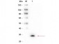 Anti-GSTM1 (MOUSE) Monoclonal Antibody