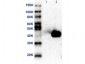 Anti-MEK2 (MOUSE) Monoclonal Antibody