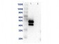 Anti-MEK1 (MOUSE) Monoclonal Antibody