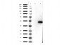 Anti-ERK2 (MOUSE) Monoclonal Antibody