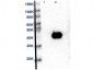 Anti-MEK2 (MOUSE) Monoclonal Antibody