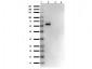 Anti-AKT1 (MOUSE) Monoclonal Antibody