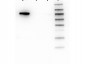 Anti-AKT1 (MOUSE) Monoclonal Antibody