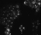 Anti-AKT3 (MOUSE) Monoclonal Antibody