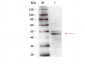 Anti-GATA4 (MOUSE) Monoclonal Antibody