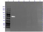 Anti-AKT1 (MOUSE) Fluorescein Conjugated Monoclonal Antibody