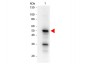 Anti-Pdcd4 pS457 (MOUSE) Monoclonal Antibody Biotin Conjugated