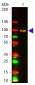 Anti-AKT pS473 (MOUSE) Monoclonal Antibody ATTO 594 Conjugated