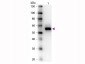 Anti-ALKALINE PHOSPHATASE (Human Intestine) (RABBIT) Antibody